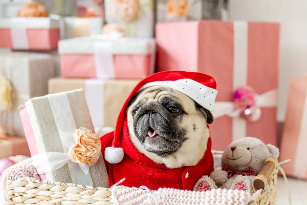 Mops v kostýmu santa sedí pod vánoční stromeček s dárky — Stock fotografie