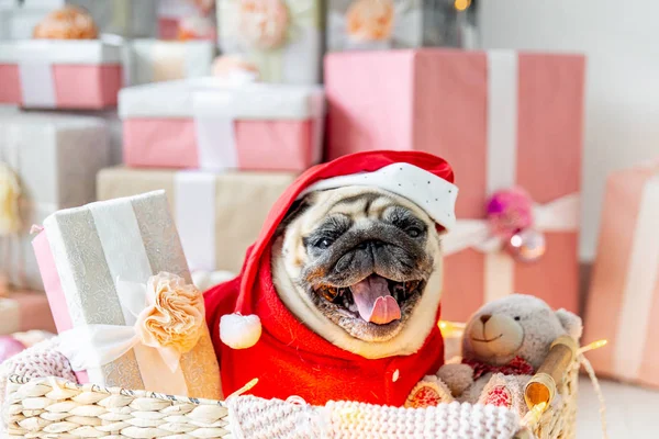 Pug em santa fantasia sentado sob árvore de natal com presentes — Fotografia de Stock