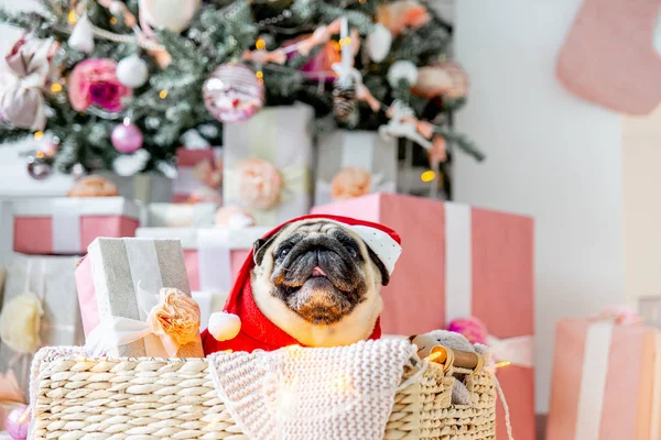 Pug Santa Costume Hat Sitting Christmas Tree Gifts — Stock Photo, Image