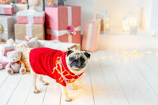 Mops w kostium santa siedział pod choinkę z darami — Zdjęcie stockowe