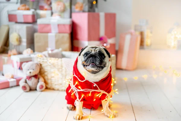 pug in santa costume sitting under christmas tree with gifts