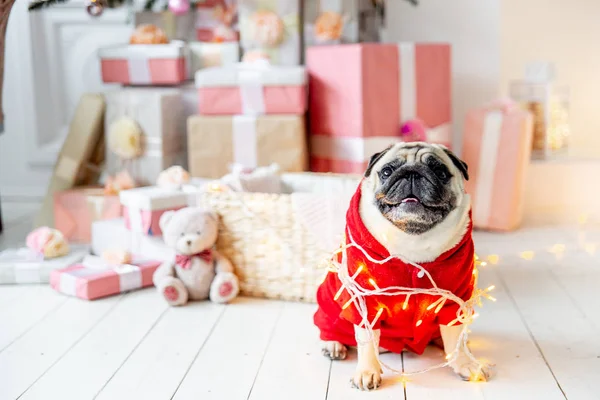 Carlino in costume da Babbo Natale seduto sotto l'albero di Natale con regali — Foto Stock