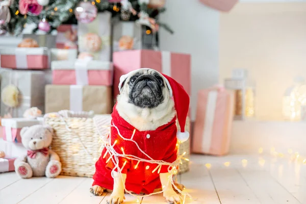 Mops im Weihnachtsmannkostüm sitzt unter Weihnachtsbaum mit Geschenken — Stockfoto