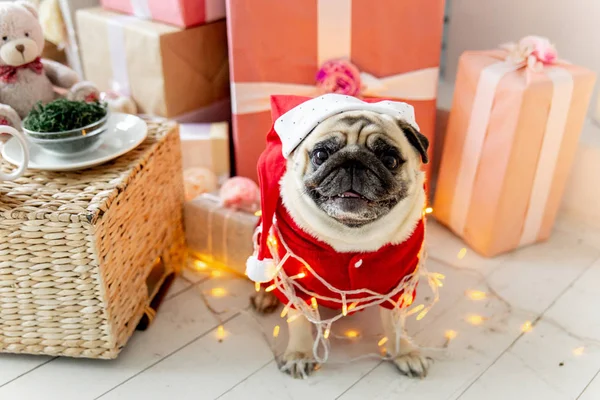 Pug em santa fantasia sentado sob árvore de natal com presentes — Fotografia de Stock