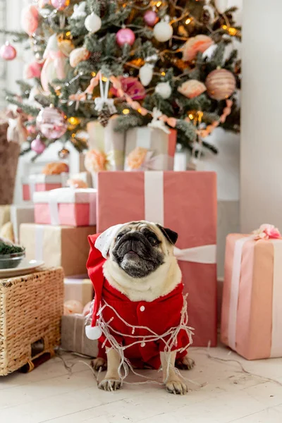 Carlino in costume da Babbo Natale seduto sotto l'albero di Natale con regali — Foto Stock