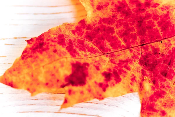 Herfst samenstelling met droge bladeren en rijpe pompoenen — Stockfoto