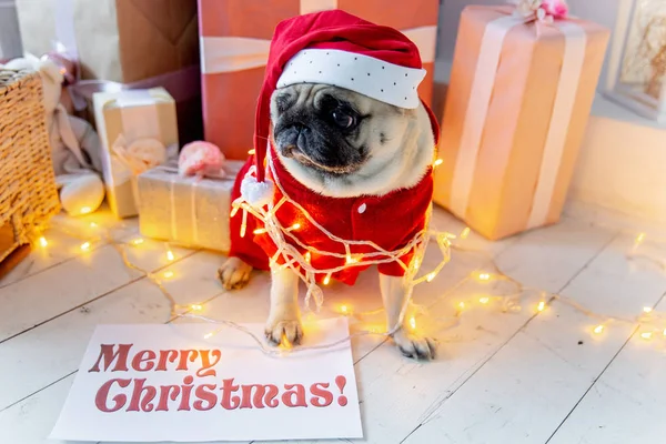 Mops im Weihnachtsmannkostüm sitzt unter Weihnachtsbaum mit Geschenken — Stockfoto