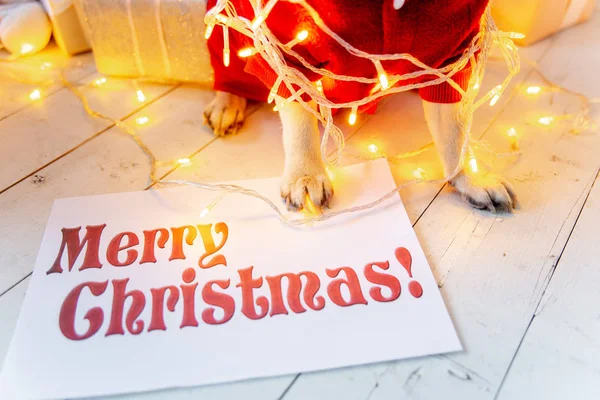 Carlino in costume da Babbo Natale seduto sotto l'albero di Natale con regali — Foto Stock