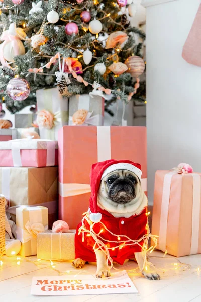 Pug in santa costume sitting under christmas tree with gifts — Stock Photo, Image