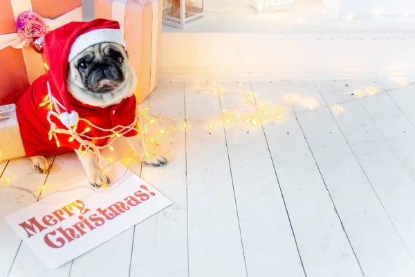 Carlin en costume de Père Noël assis sous l'arbre de Noël avec des cadeaux — Photo