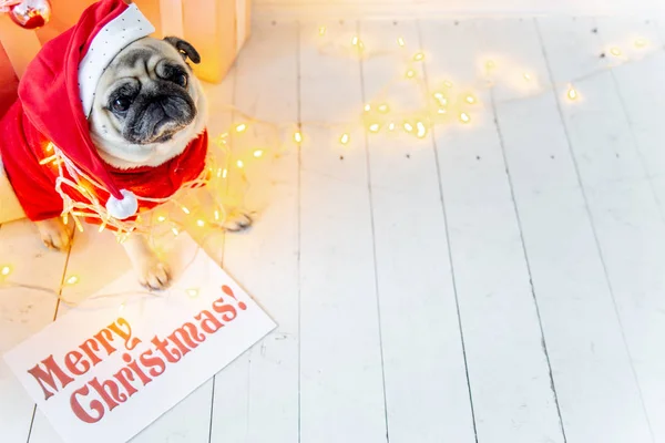 Mops v kostýmu santa sedí pod vánoční stromeček s dárky — Stock fotografie