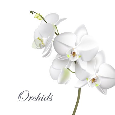 Vector realistic illustration of white Orchid flowers on isolated on white background. Floral tropical design element for the cosmetics, perfumes, and cosmetics. clipart