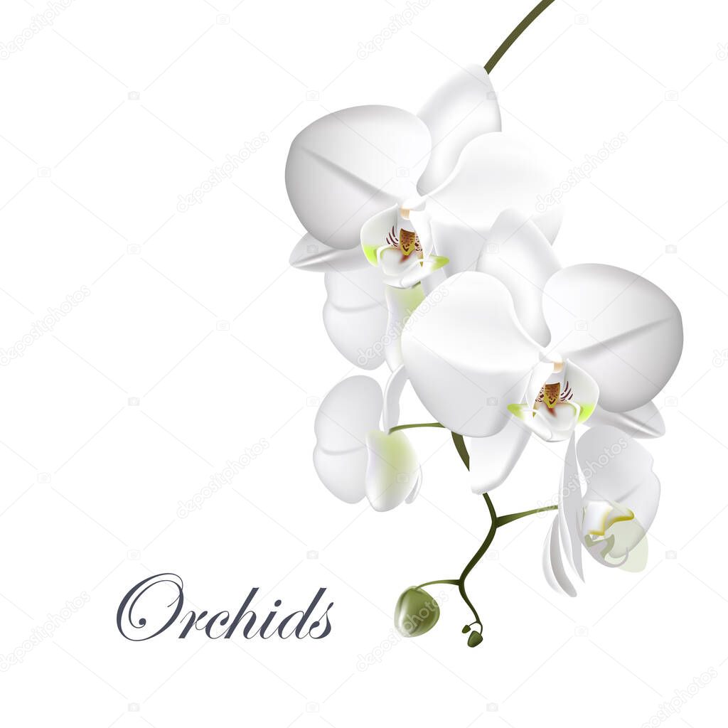 Vector realistic illustration of white Orchid flowers on isolated on white background. Floral tropical design element for the cosmetics, perfumes, and cosmetics.