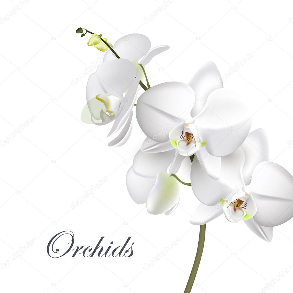 Vector realistic illustration of white Orchid flowers on isolated on white background. Floral tropical design element for the cosmetics, perfumes, and cosmetics.