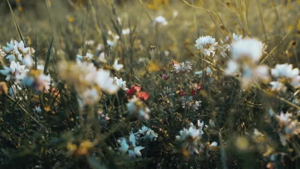 Amapolas de diferentes colores de una belleza rara. Maravilloso detalle cinematográfico filmado con flores. La abeja recoge néctar de las flores en el campo. Proyecto floral — Vídeos de Stock