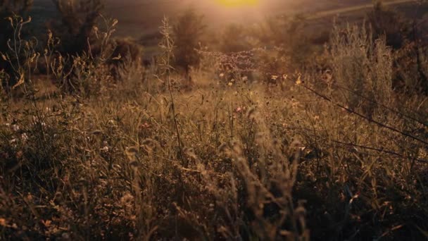 Un marco de cultivo con hierba gruesa a principios de otoño. Hierba dorada al sol. Vídeo cinematográfico con hierba en la naturaleza — Vídeos de Stock