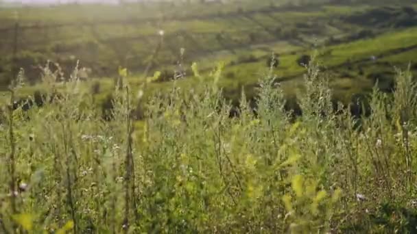 Video lapso de tiempo con hojas de hierba en el medio de un campo. Marco de cultivo con hebras de hierba a mediados de julio. Maravilloso verano en las llanuras de Moldavia — Vídeos de Stock