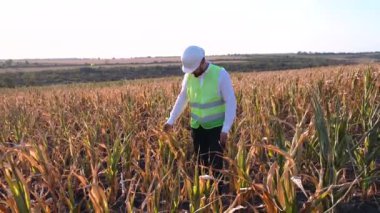 Çiftçi mısır kıtlığı hasat ediyor.