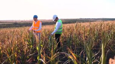 Kızgın bir çiftçi kuru mısırla tarladaki kuru toprağı inceliyor.