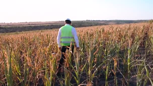 Farmer disappointed with poor corn harvest — Stock Video