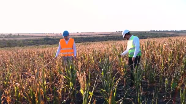 Wide framework with two farmers disappointed by the 2020 drought — Stock Video