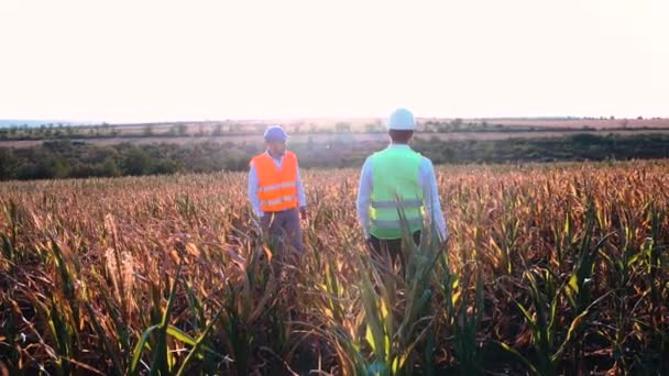 Сумні молоді фермери розмовляють на кукурудзяному полі, що сильно постраждало від посухи. Концепція глобального потепління . — стокове відео