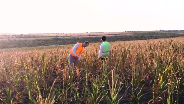 Dos agrónomos machos inspeccionan un campo de maíz gravemente afectado por la sequía. — Vídeos de Stock