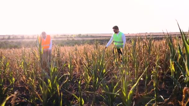 Velký rám se dvěma agronomy, kteří kontrolují kukuřičné pole vážně zasažené suchem — Stock video