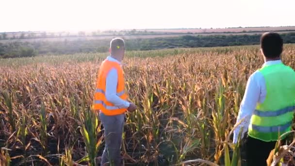 Jordbrukaren var missnöjd med skadorna på majsgrödan. Agronomer som inspekterar torkmätare. — Stockvideo