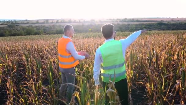 Широка рамка з двома фермерами, що говорять посеред кукурудзяного поля . — стокове відео