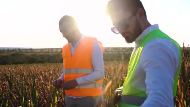 Close-up with two agronomists disappointed by the very poor corn harvest. — Stock Video