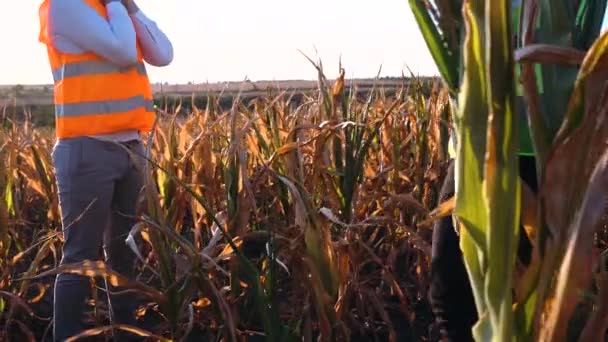 Torkdrabbade majsfält. Begreppet global uppvärmning. — Stockvideo