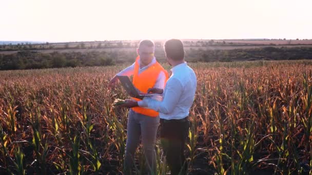 Фермери аналізують план зрошення сільськогосподарських культур . — стокове відео