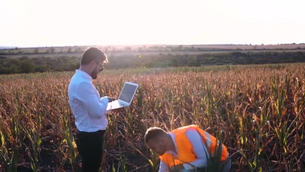 Jordbrukare som visar konsekvenserna av torkan 2020. Moldavien — Stockvideo