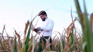 Tarım uzmanları bir mısır tarlasının kuraklık hasarını tahmin ediyorlar.