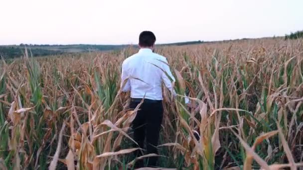 Задня рама з агрономом, що проходить крізь середину посушливого кукурудзяного поля . — стокове відео