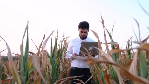 一个年轻的商人走在受干旱影响的玉米地中间，正在移动底部的框架. — 图库视频影像