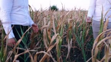 2020 'deki kuraklıkta yüzü maskeli iki çiftçi hayal kırıklığına uğradı.