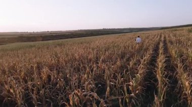 Fakir mısırlar tarafından hayal kırıklığına uğratılan bir iş adamının geniş çerçevesi..