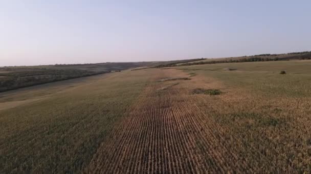 Drone frame over een door droogte getroffen maïsveld — Stockvideo