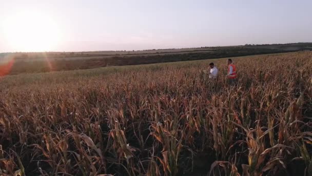 Os homens estimam os danos causados pela seca e discutem a irrigação da terra. — Vídeo de Stock