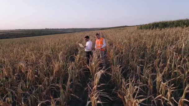Два агрономи на сухому кукурудзяному полі — стокове відео