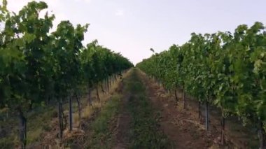 İtalya 'nın Toskana şehrinin güzel Chianti bölgesinde rüzgarla hareket eden yeşil sarmaşıklar. Yaz mevsimi