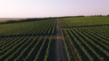 Yazın yeşil üzüm bağları - şarap yapmak için yetişen üzüm taşıyan sıra sıra ekili büyük tarlalar