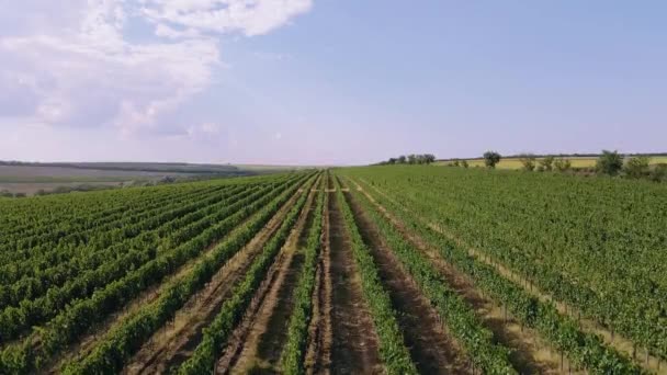 In de wijngaard met de drone — Stockvideo