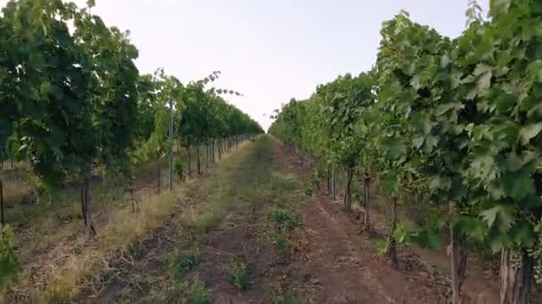 Skjuta och vända ner en rad vinrankor på en fransk vingård. Tagen på sommaren när vinrankorna är mogna — Stockvideo