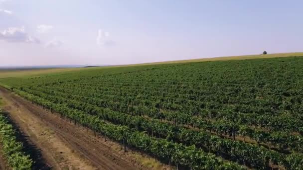 夏の緑のブドウ畑-ワイン製造のために栽培されたブドウの軸受のブドウの列を持つ大規模なプランテーション. — ストック動画