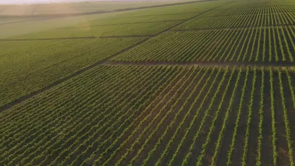 Conceito de agricultura, viticultura e produção biológica de vinho. Vista aérea do campo de vinha. — Vídeo de Stock