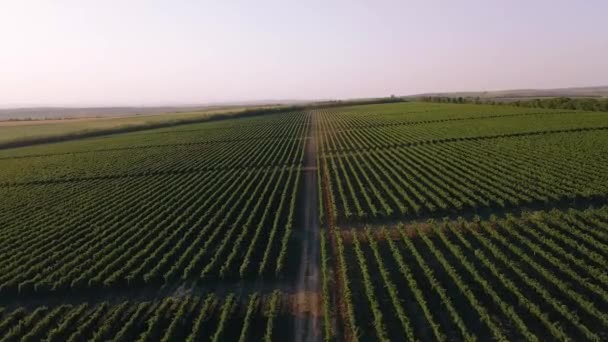 Aerial view of agriculture field. Rural life scene. Countryside landscape — Stock Video