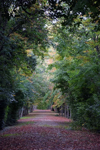 Walk in a park in autumn